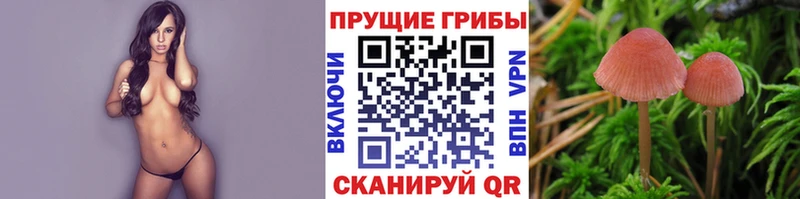 Псилоцибиновые грибы Psilocybe Кондрово